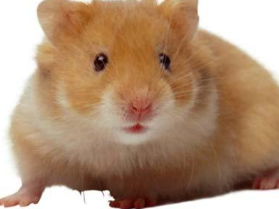 Έψησε… το ποντίκι του αδερφού του