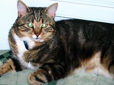 Η γάτα έγινε «λαγός»