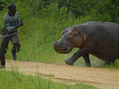 Ιπποπόταμος εναντίον ανθρώπου