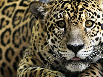 Τζάγκουαρ… με ακριβά γούστα