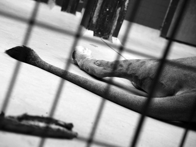 Όταν η ζούγκλα… φυλακίζεται