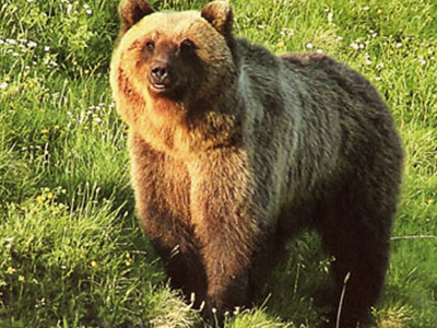 Αρκούδος… νοικοκυρεύτηκε