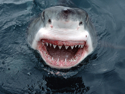 “Τέρας” παραμονεύει στα νερά της Αυστραλίας