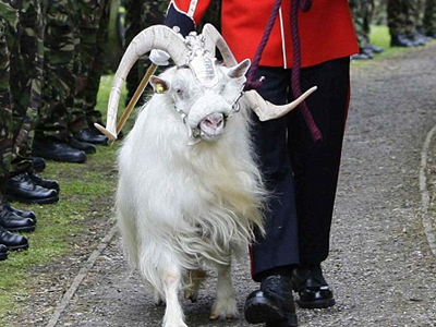 Έφτιαξαν κατσίκες… από κασμίρι
