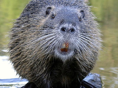 Ένας κάστορας… εμπόδιο στην κατασκευή γέφυρας