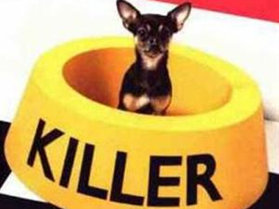 Τη ζωή του ή το Τσιουάουα!