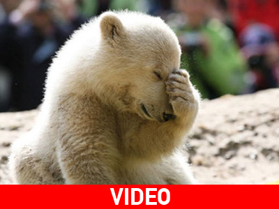 Ο Knut θέλει ταίρι!