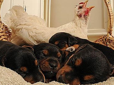 Η κότα… που νομίζει ότι είναι σκύλος