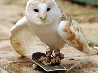 Κουκουβάγια κάνει skateboard