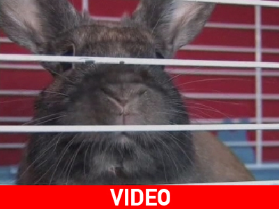 Ζώα στην υπηρεσία της Δικαιοσύνης