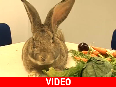 Το μεγαλύτερο κουνέλι στον κόσμο!