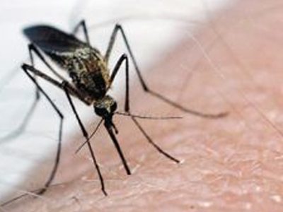 Θερίζει ο ιός του Δυτικού Νείλου στη Ρουμανία