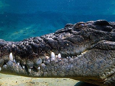Καβάλησε… κροκόδειλο
