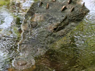 Κροκόδειλοι… στην Κύπρο;