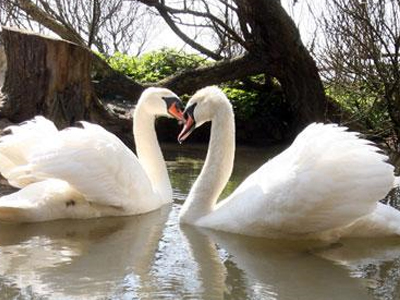 Ερωτική φωλίτσα για gay κύκνους
