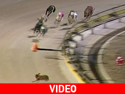 Άλλα τα μάτια του λαγού και άλλα της κουκουβάγιας…