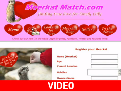 Site γνωριμιών για… λεμούριους!