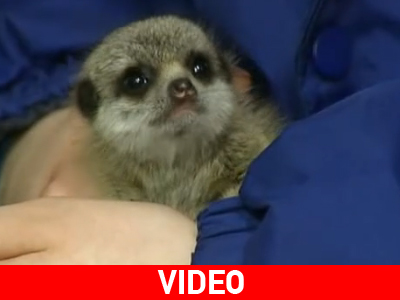 Τσάρλι… ο λεμούριος!