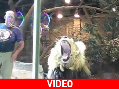 Επίθεση λιονταριού σε άνθρωπο on camera