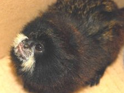 Μαϊμούδες… στις τσέπες του