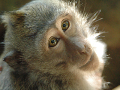 «Τα’ πρηξαν» στους μακάκες