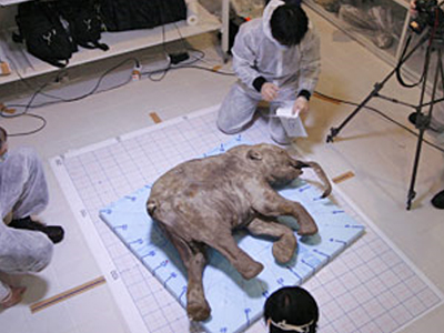 Μαμούθ… στην κατάψυξη