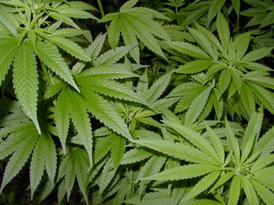 Η μαριχουάνα προκαλεί ψυχώσεις