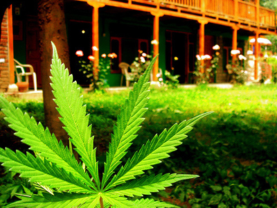 Μαριχουάνα και σπουδές… δεν πάνε μαζί