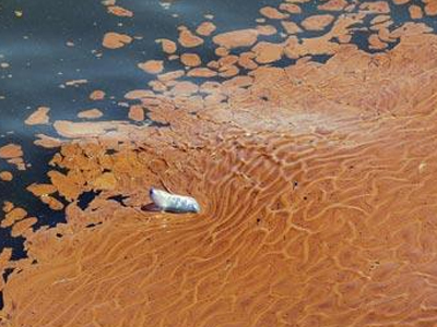 Πυρετώδεις διαβουλεύσεις για την πετρελαιοκηλίδα στο Μεξικό