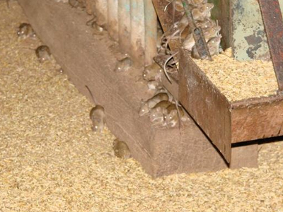 Αυστραλία: Αντιμέτωπη με ακρίδες και αρουραίους