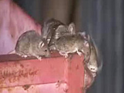 Αυστραλία: Ποντικία απειλούν τις καλλιέργειες