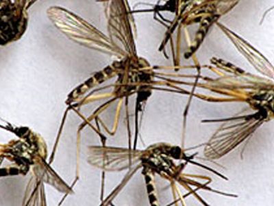 Καμία ανησυχία για τον «ιό του Δυτικού Νείλου»