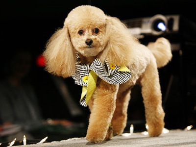 Πασαρέλα για… τετράποδα