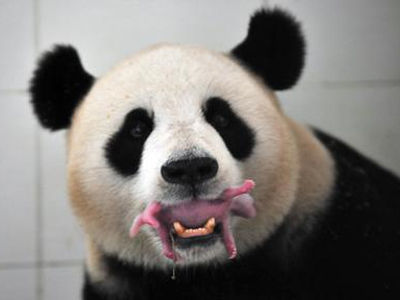 Τι κρατά στο στόμα του το πάντα;