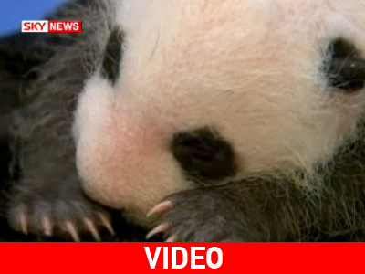 Ντεμπούτο Panda… στη μικρή οθόνη