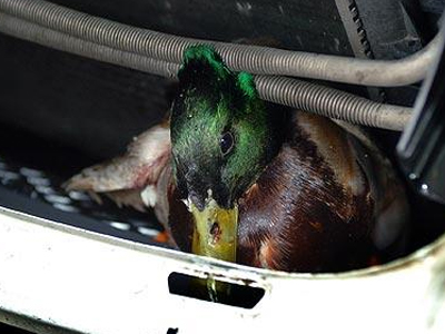 Πάπια επέζησε… από τροχαίο