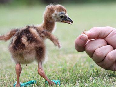 Ένα πουλί… με παντόφλες