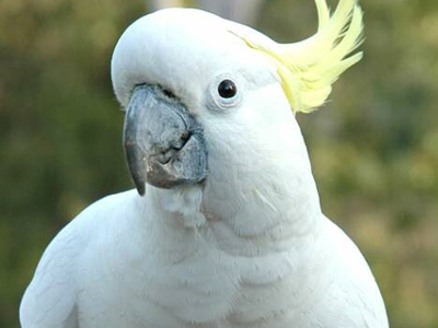 Ο Τίτο “έφυγε”… ο παπαγάλος του ζει