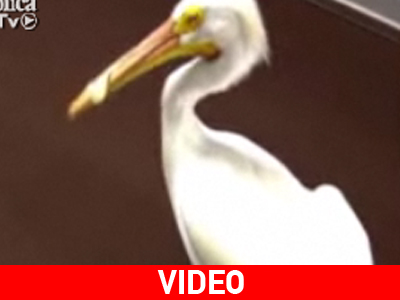 Πελεκάνος… με άγριες διαθέσεις