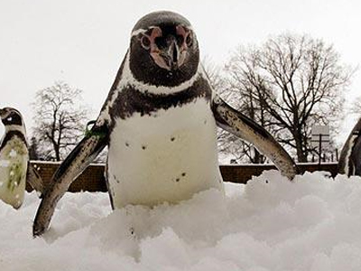 Στα πράσα… κλέφτης πιγκουίνων