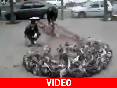 Μαζική εξόντωση περιστεριών στην Βαρκελώνη