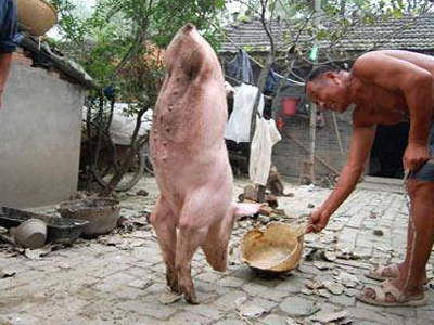 Γουρούνι… ακροβάτης