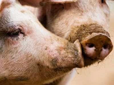 Κυκλοφοριακό χάος λόγω… γουρουνιών!