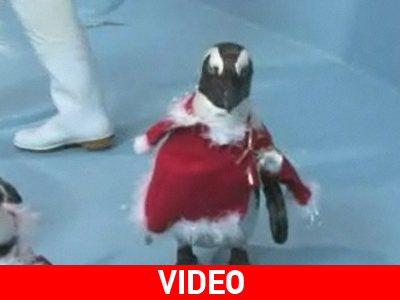 Άγιοι Βασίληδες με… φτερά Άγιοι Βασίληδες με… φτερά