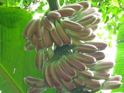 Σώστε τη ροζ μπανάνα!