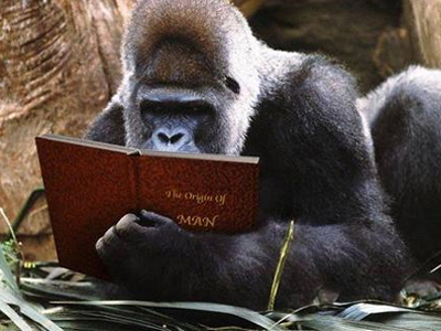 Γιατί εξαφανίστηκαν οι μεγάλοι πίθηκοι της Ευρώπης;