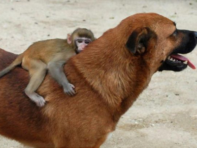 Μία… ιερή φιλία!