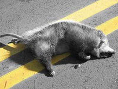 Έδωσε το φιλί της ζωής σε νεκρό ζώο