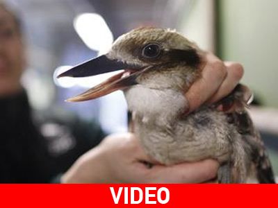 Πουλί… βαρυστομάχιασε!