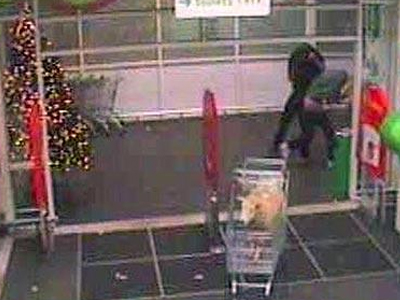 Πρόβατο βγήκε… για ψώνια